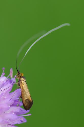 Nemophora metallica